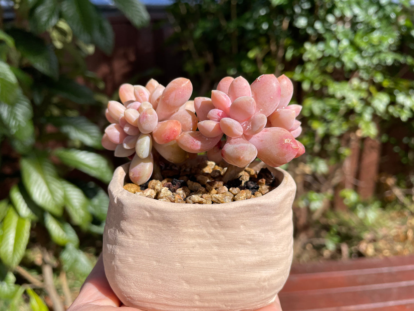 Graptophytum Supreme Crest