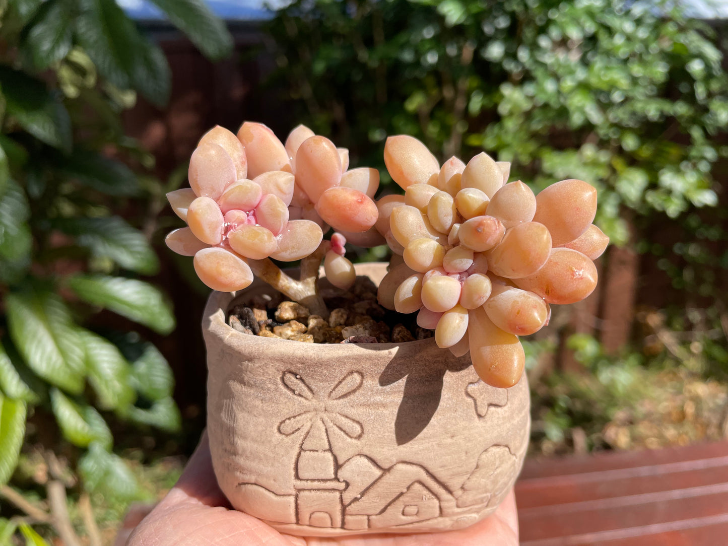 Graptophytum Supreme Crest