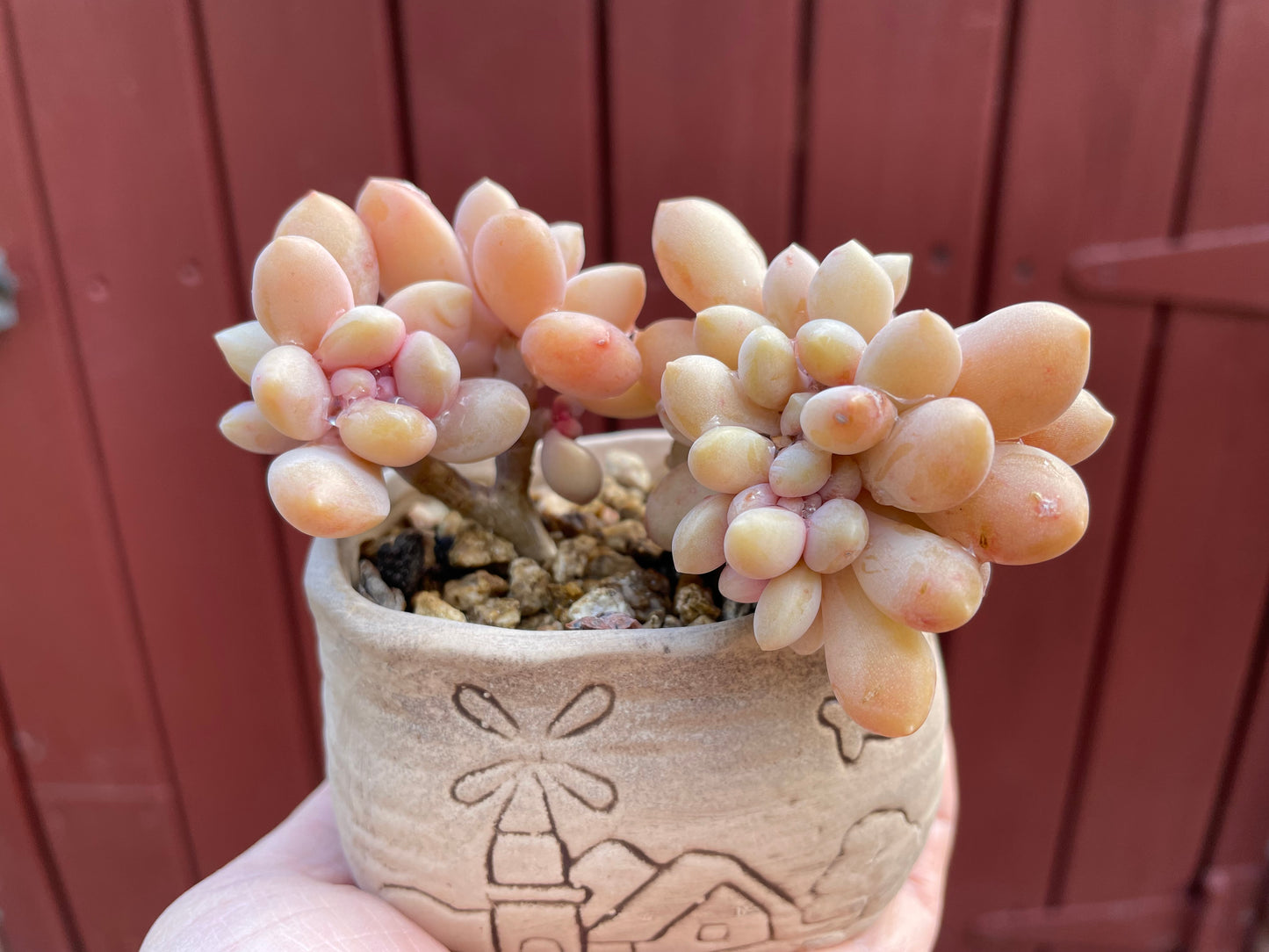 Graptophytum Supreme Crest