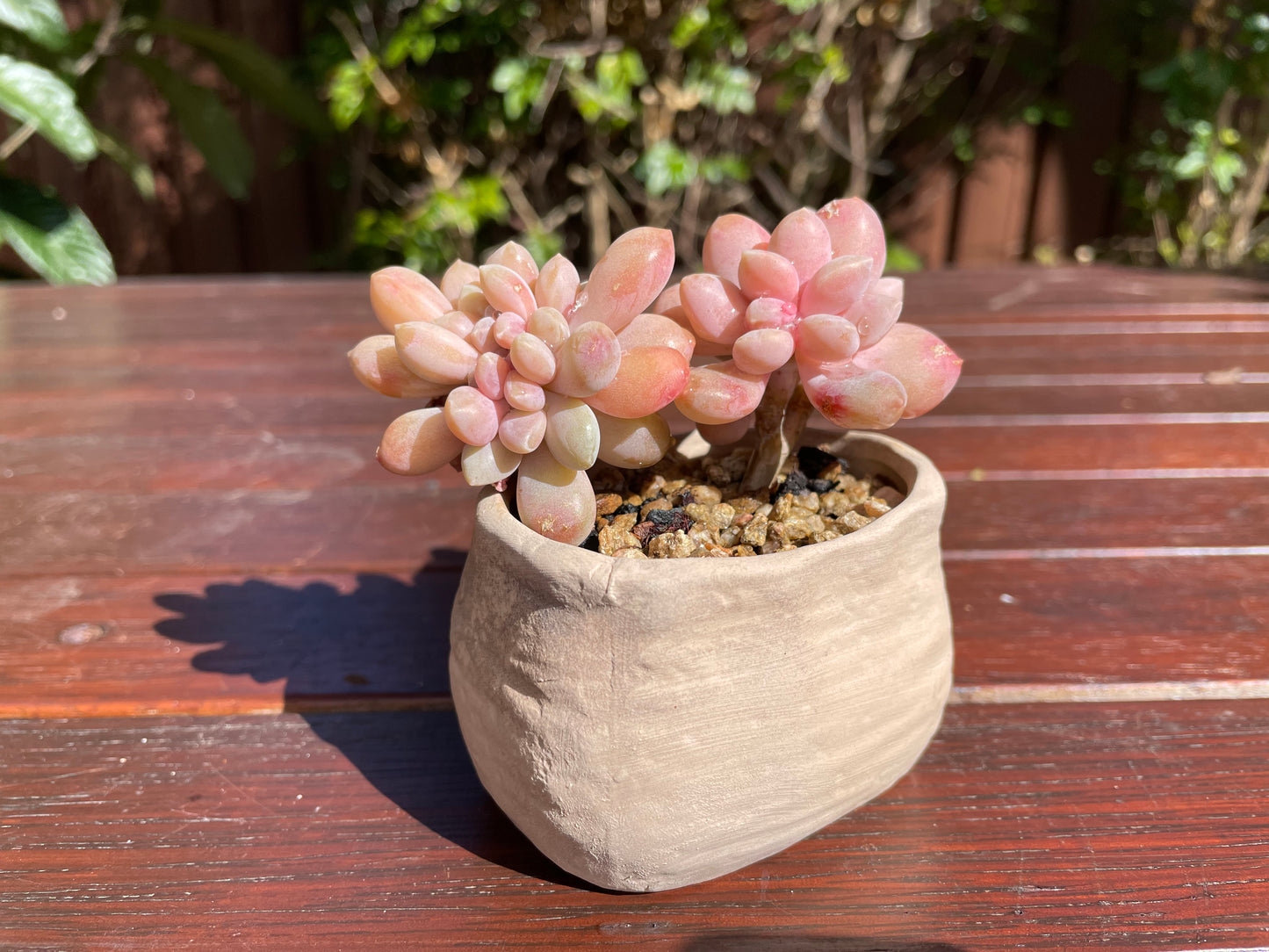 Graptophytum Supreme Crest