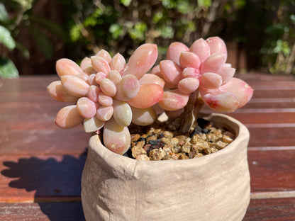 Graptophytum Supreme Crest