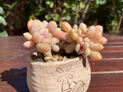 Graptophytum Supreme Crest