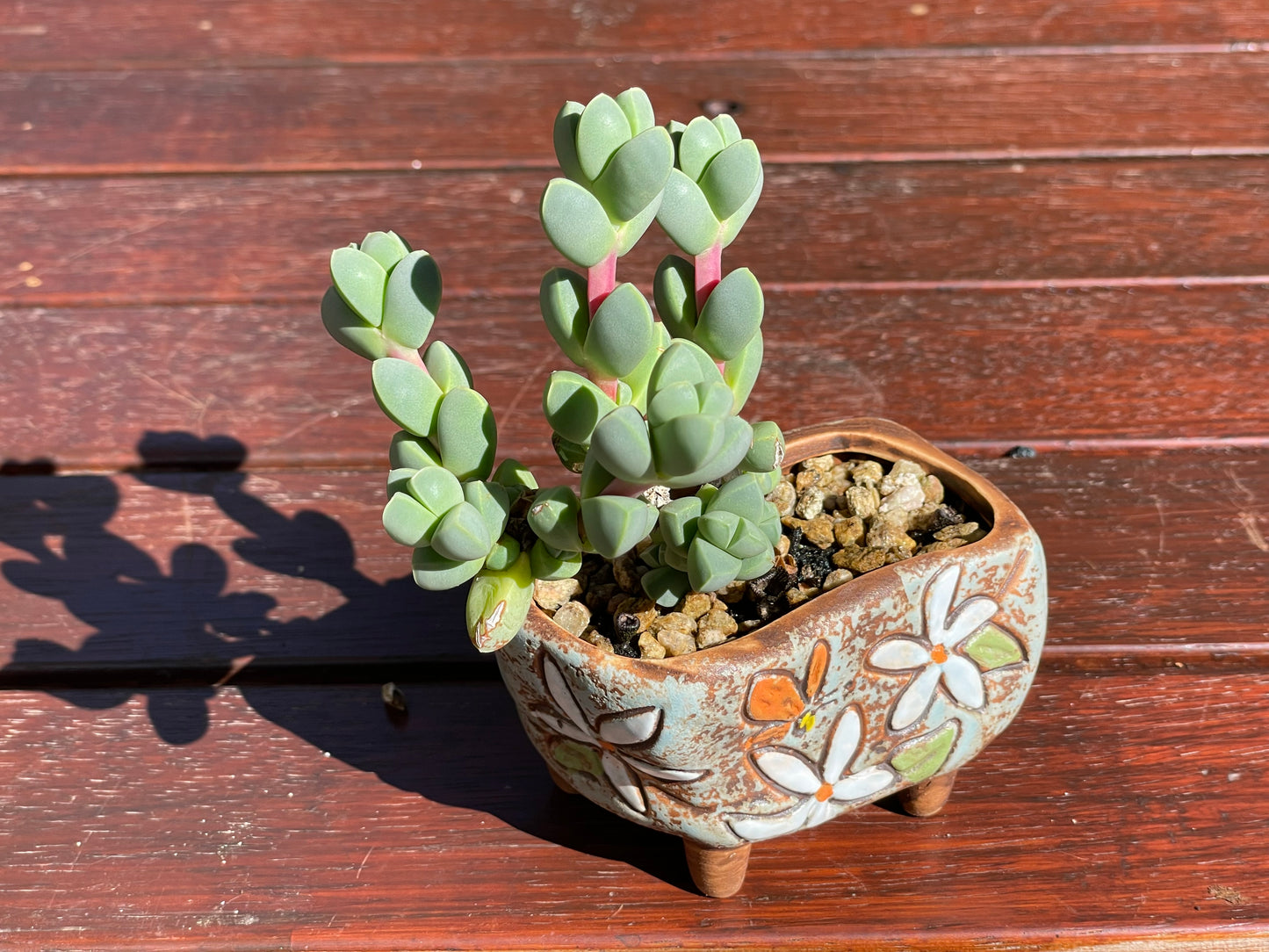 Corpuscularia lehmannii Ice Plant