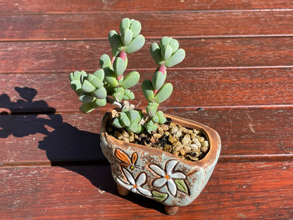 Corpuscularia lehmannii Ice Plant