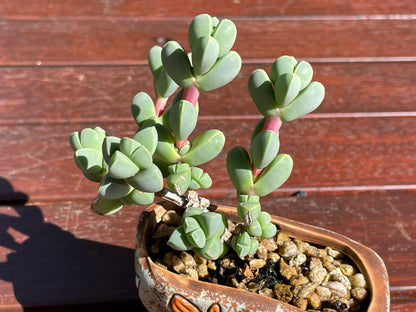 Corpuscularia lehmannii Ice Plant