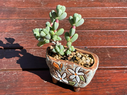 Corpuscularia lehmannii Ice Plant