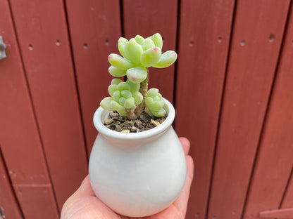 Sedum Clavatum Succulent 4 Heads