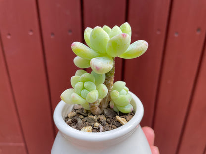 Sedum Clavatum Succulent 4 Heads