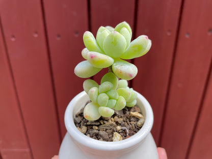 Sedum Clavatum Succulent 4 Heads