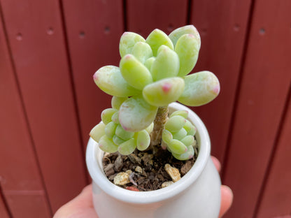 Sedum Clavatum Succulent 4 Heads