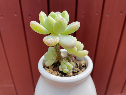 Sedum Clavatum Succulent 4 Heads