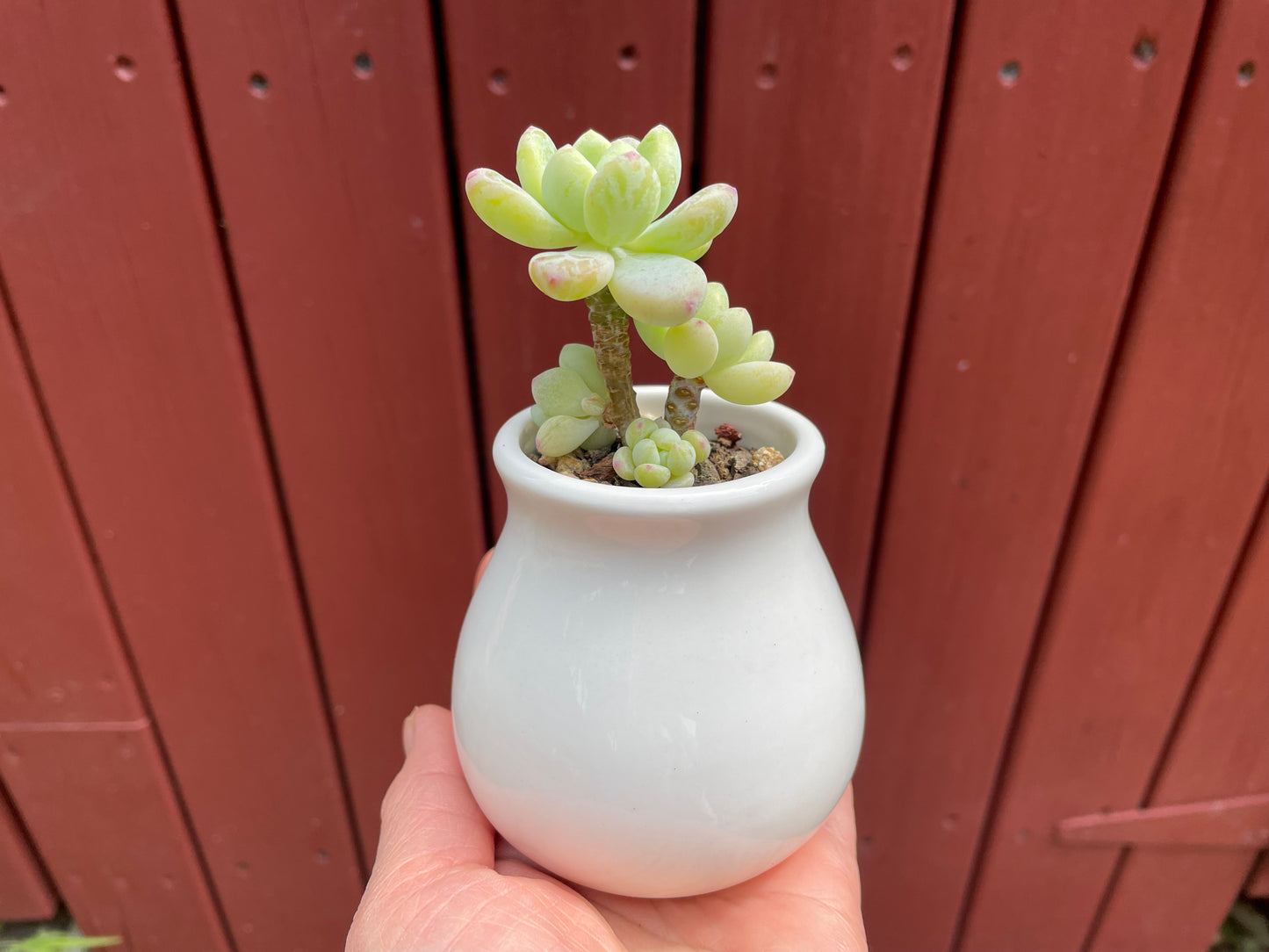 Sedum Clavatum Succulent 4 Heads