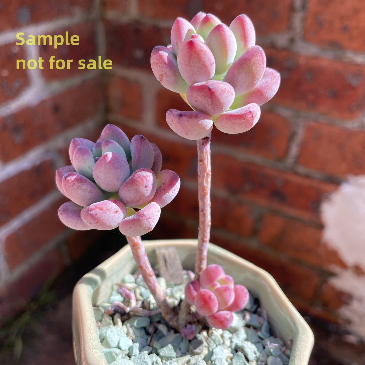 Sedum 'comic tom'