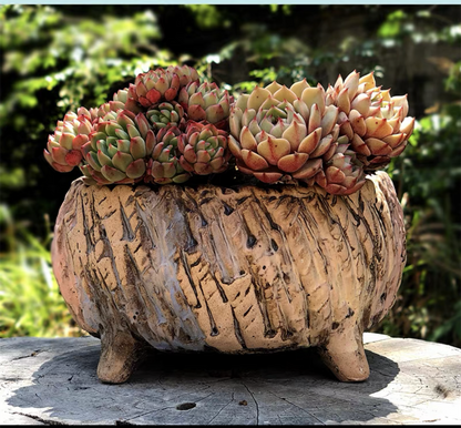 Large Succulent Clay Pot Retro