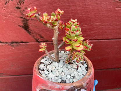 Succulent Echeveria supia