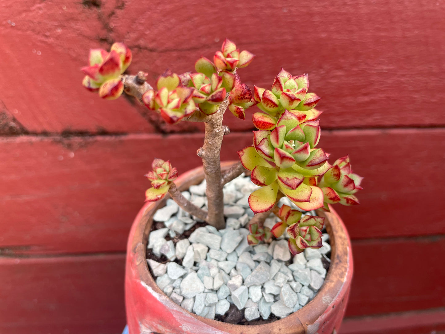 Succulent Echeveria supia