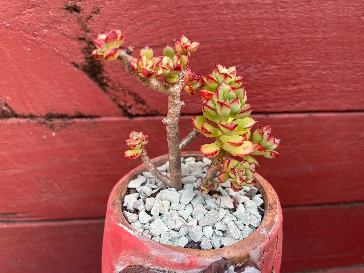 Succulent Echeveria supia