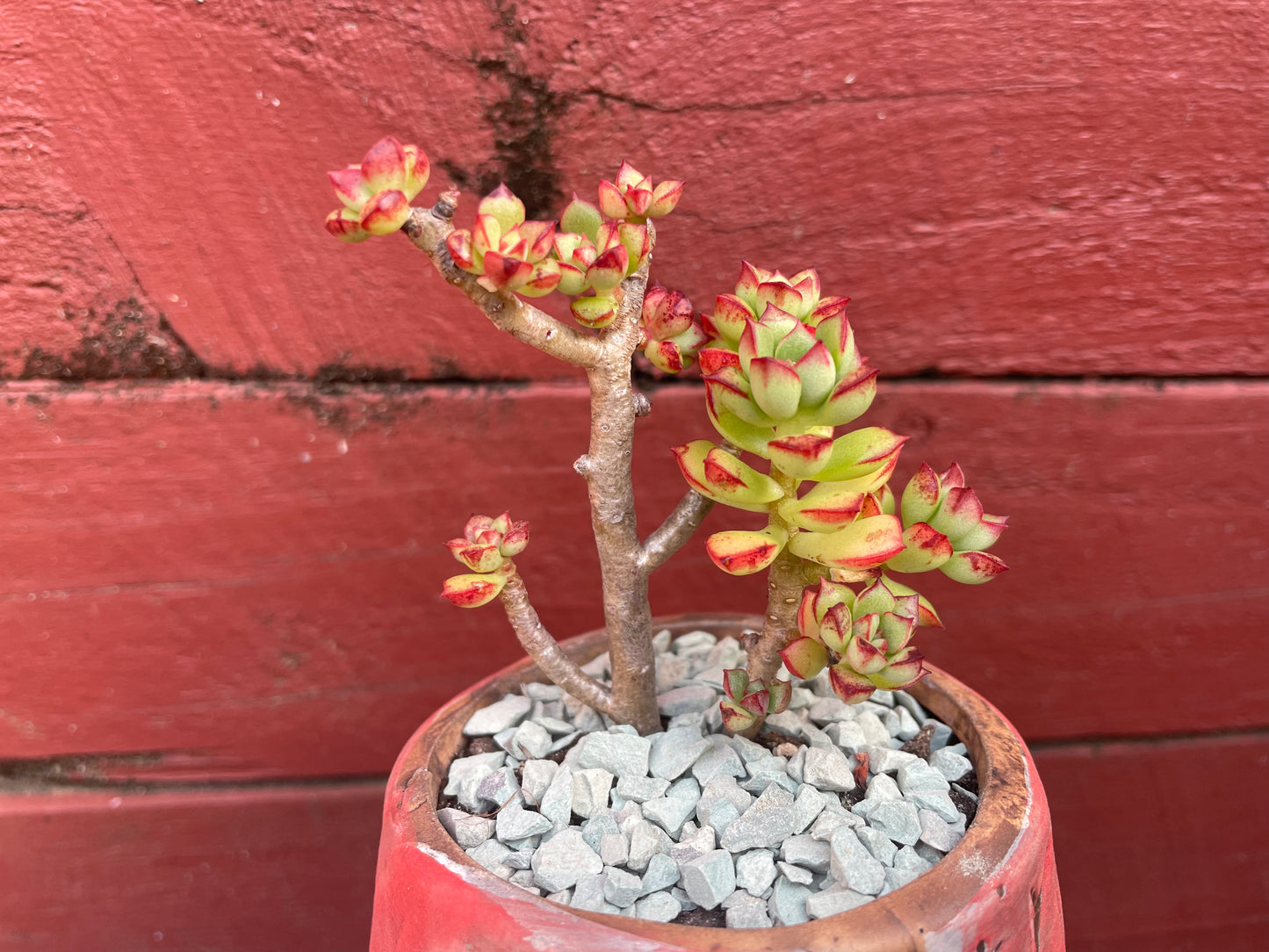 supia succulent Succulent Echeveria supia – GO&GO PTY LTD