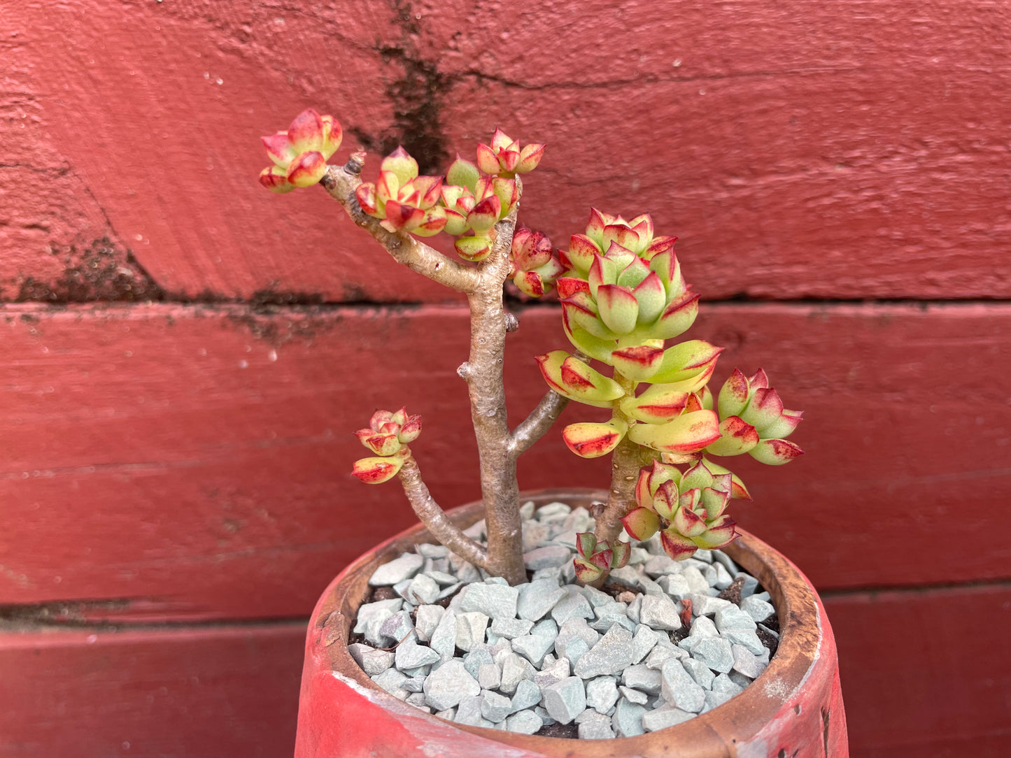 Succulent Echeveria supia