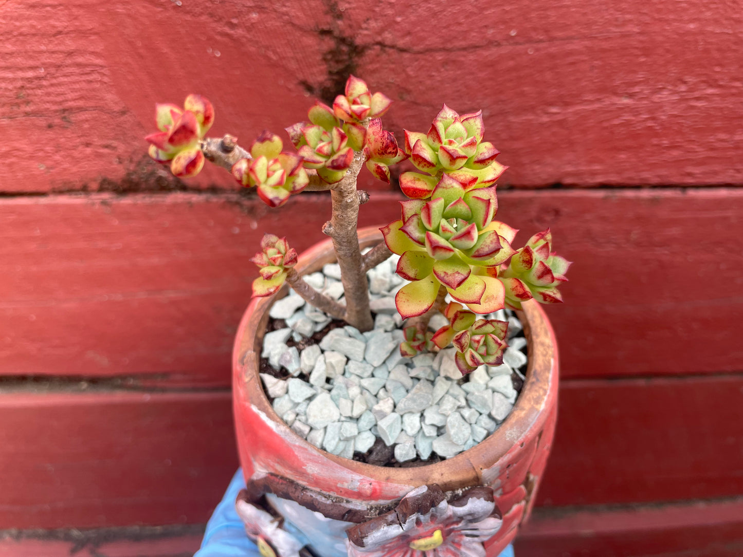 Succulent Echeveria supia