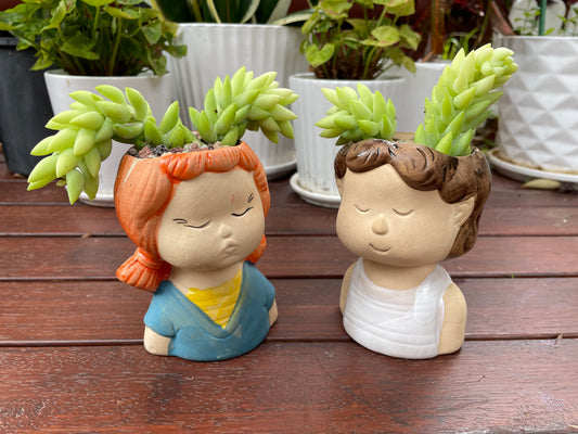 Succulent Donkey Tails in Cute Portrait Face Ceramic Pot Only Pick Up from Gymea 2227