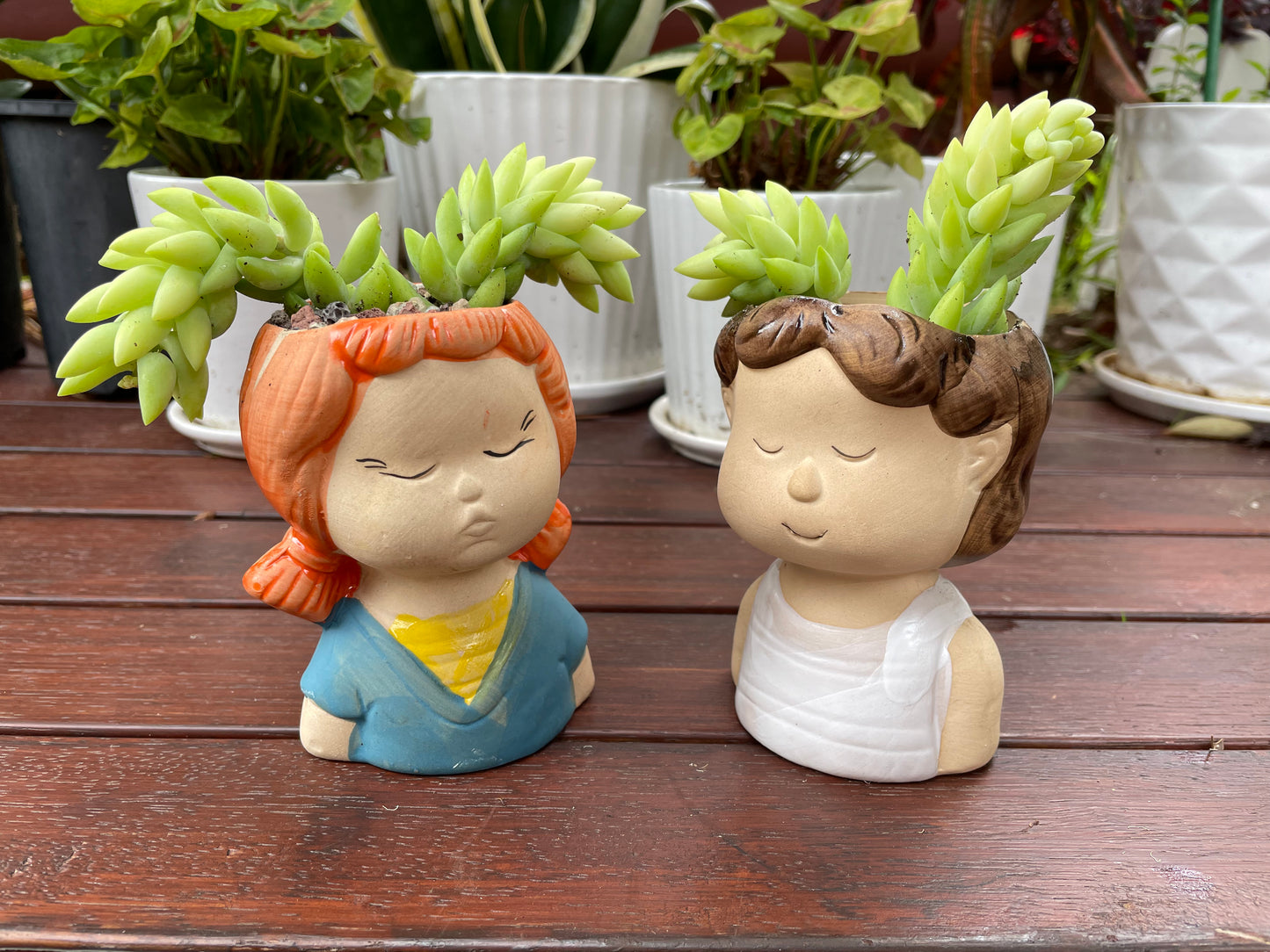 Succulent Donkey Tails in Cute Portrait Face Ceramic Pot Only Pick Up from Gymea 2227