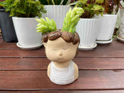 Succulent Donkey Tails in Cute Portrait Face Ceramic Pot Only Pick Up from Gymea 2227