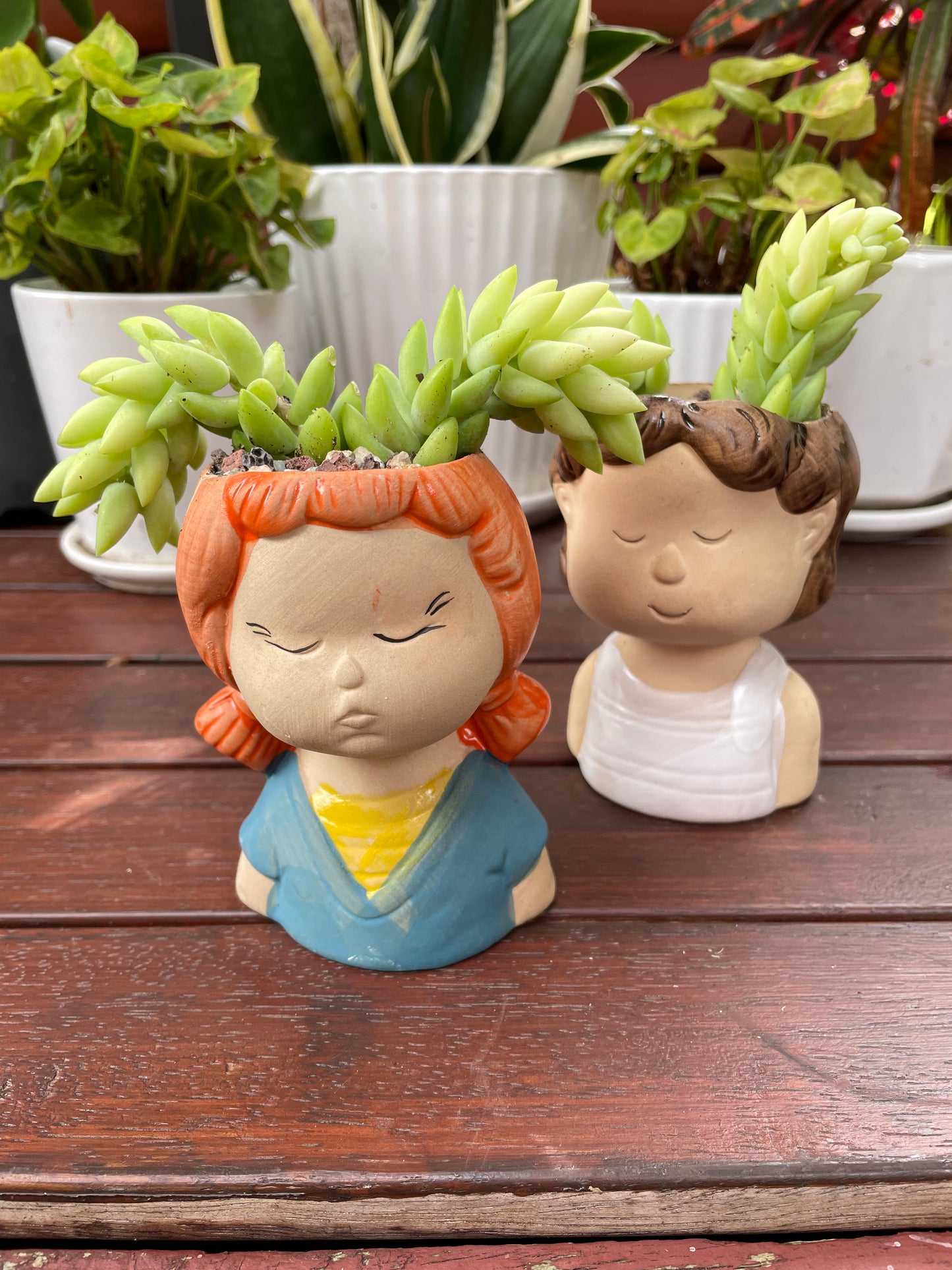 Succulent Donkey Tails in Cute Portrait Face Ceramic Pot Only Pick Up from Gymea 2227