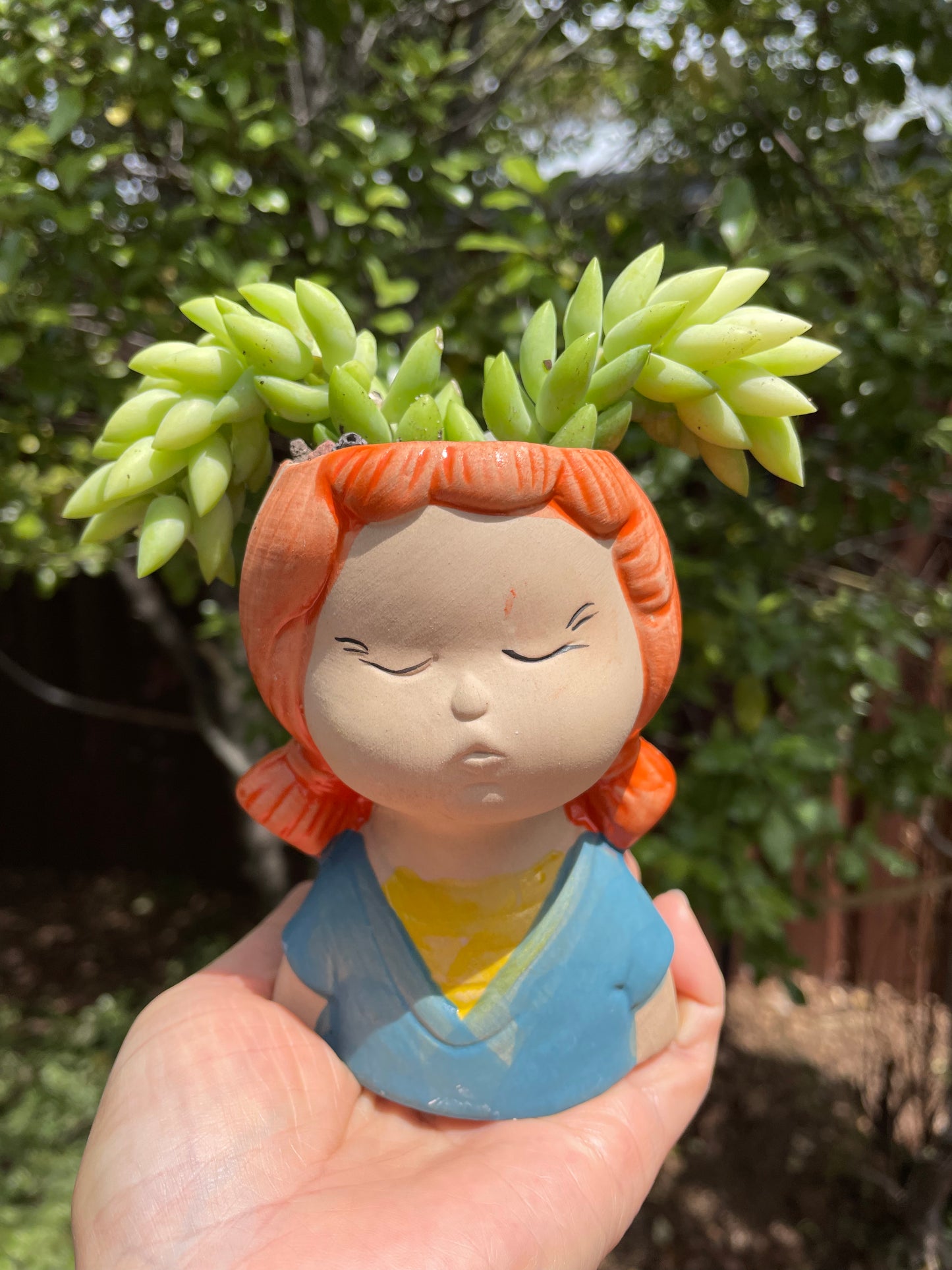 Succulent Donkey Tails in Cute Portrait Face Ceramic Pot Only Pick Up from Gymea 2227