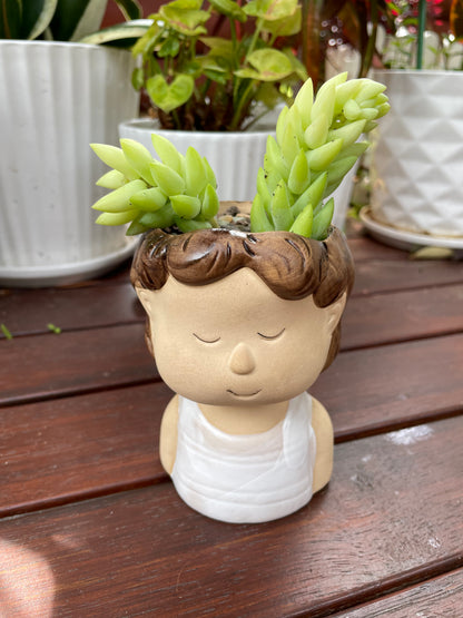 Succulent Donkey Tails in Cute Portrait Face Ceramic Pot Only Pick Up from Gymea 2227