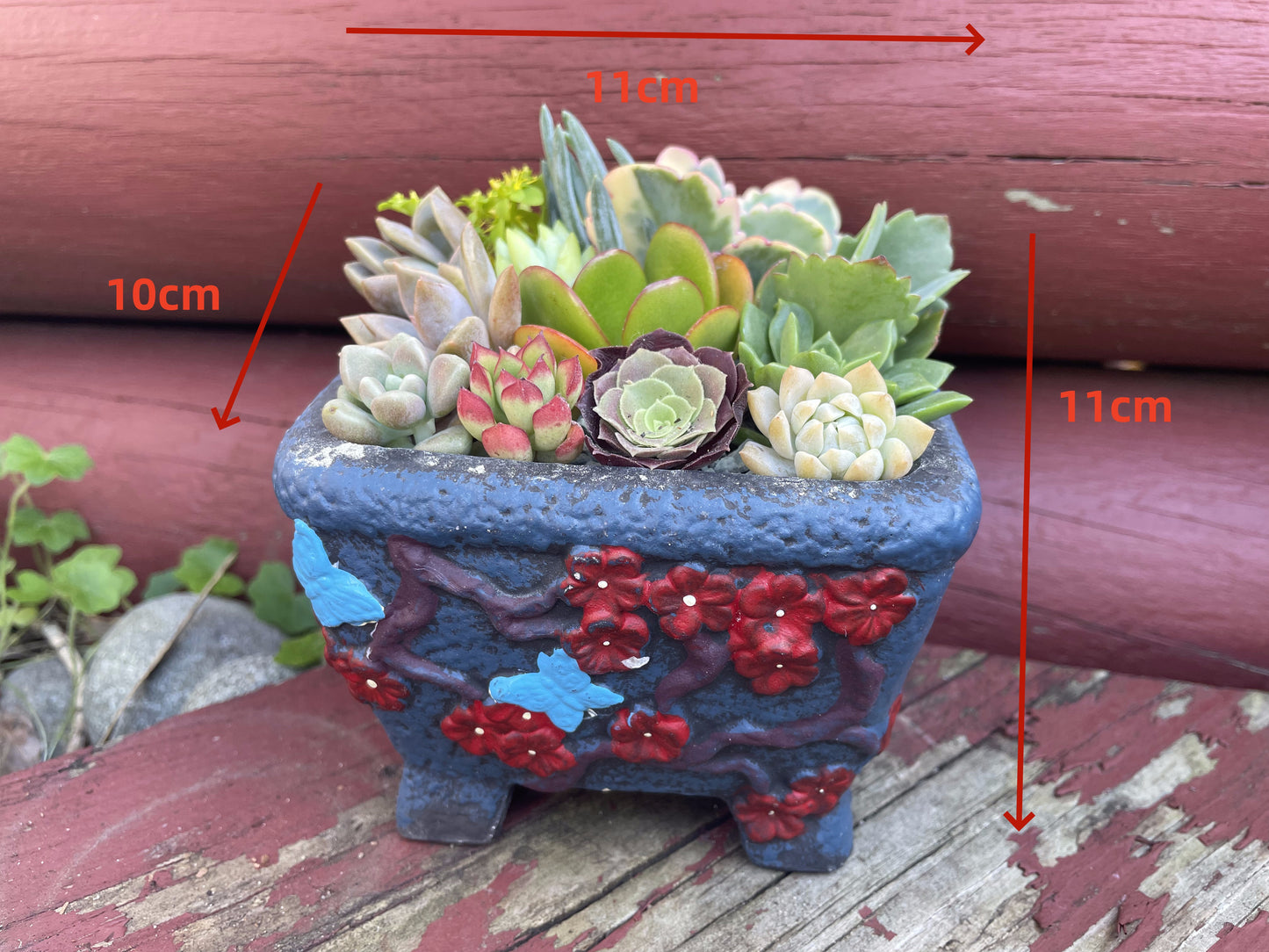 Succulent Arrangements Christmas Gifts Succulent Favourite Various Pots Only Pick Up from Gymea 2227