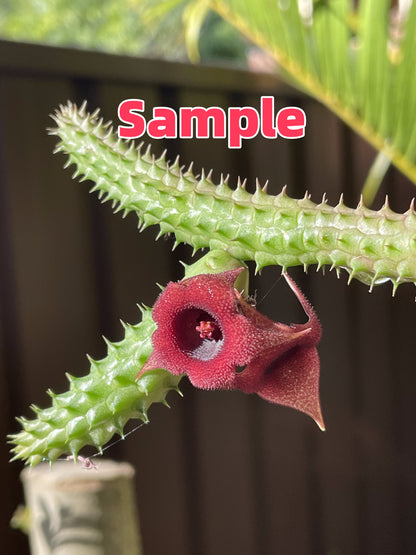 Huernia schneideriana "Red Dragon Flower"