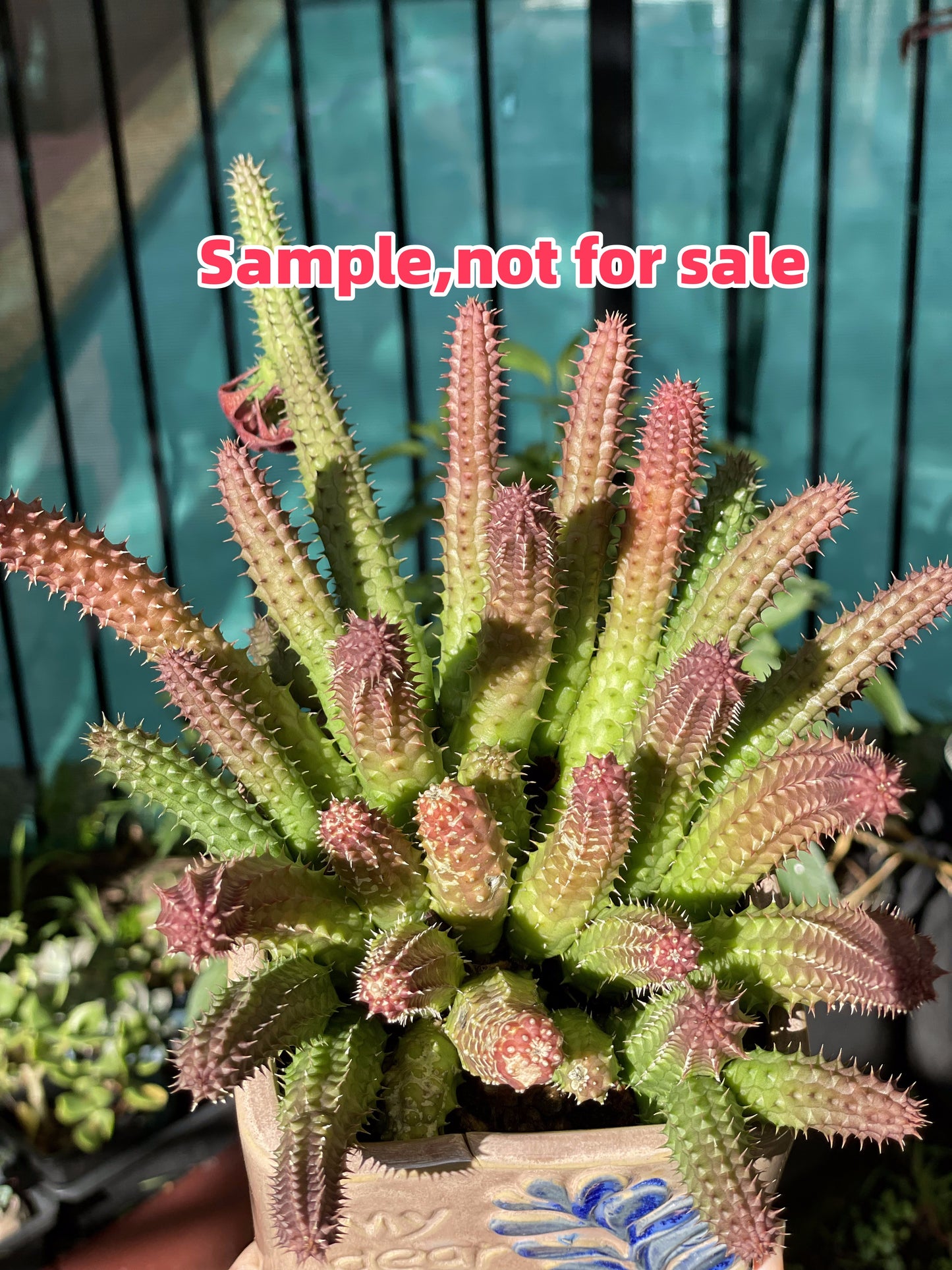 Huernia schneideriana "Red Dragon Flower"