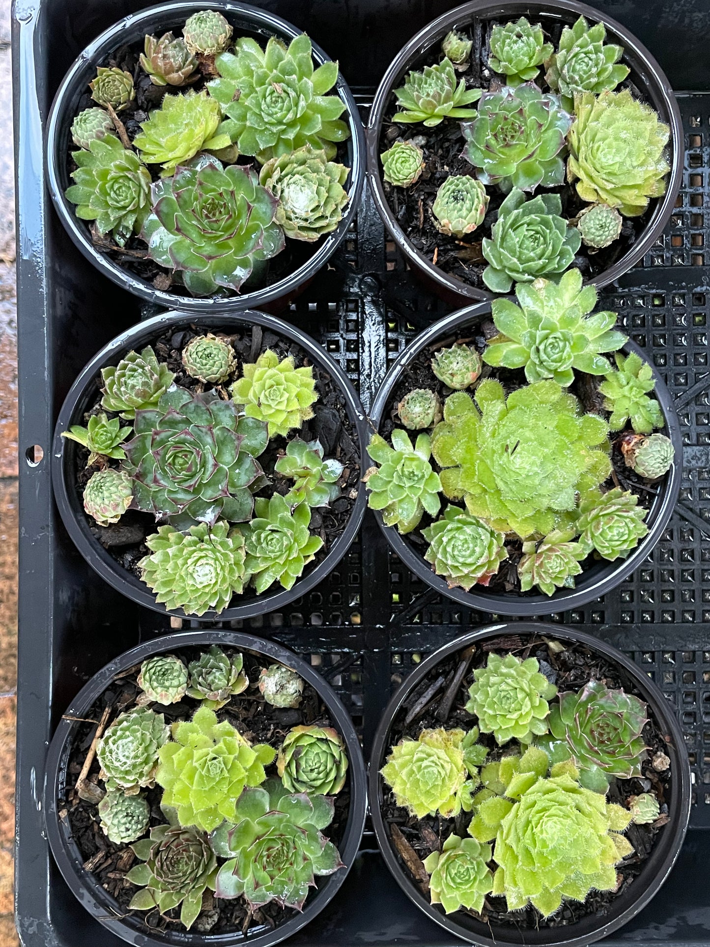 Sempervivum various types
