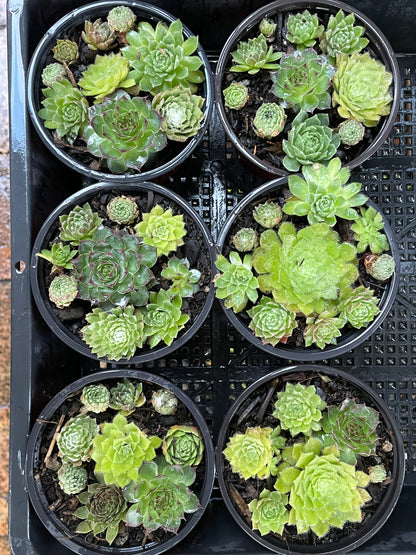 Sempervivum various types