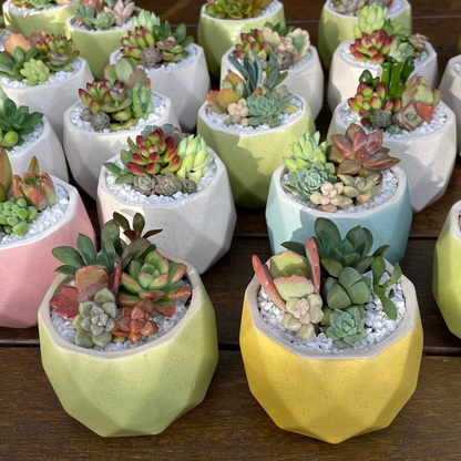 Succulent Favour | Seasonal Succulent Arrangements for Weddings & Events | Local Pick-Up in Gymea, NSW 2227