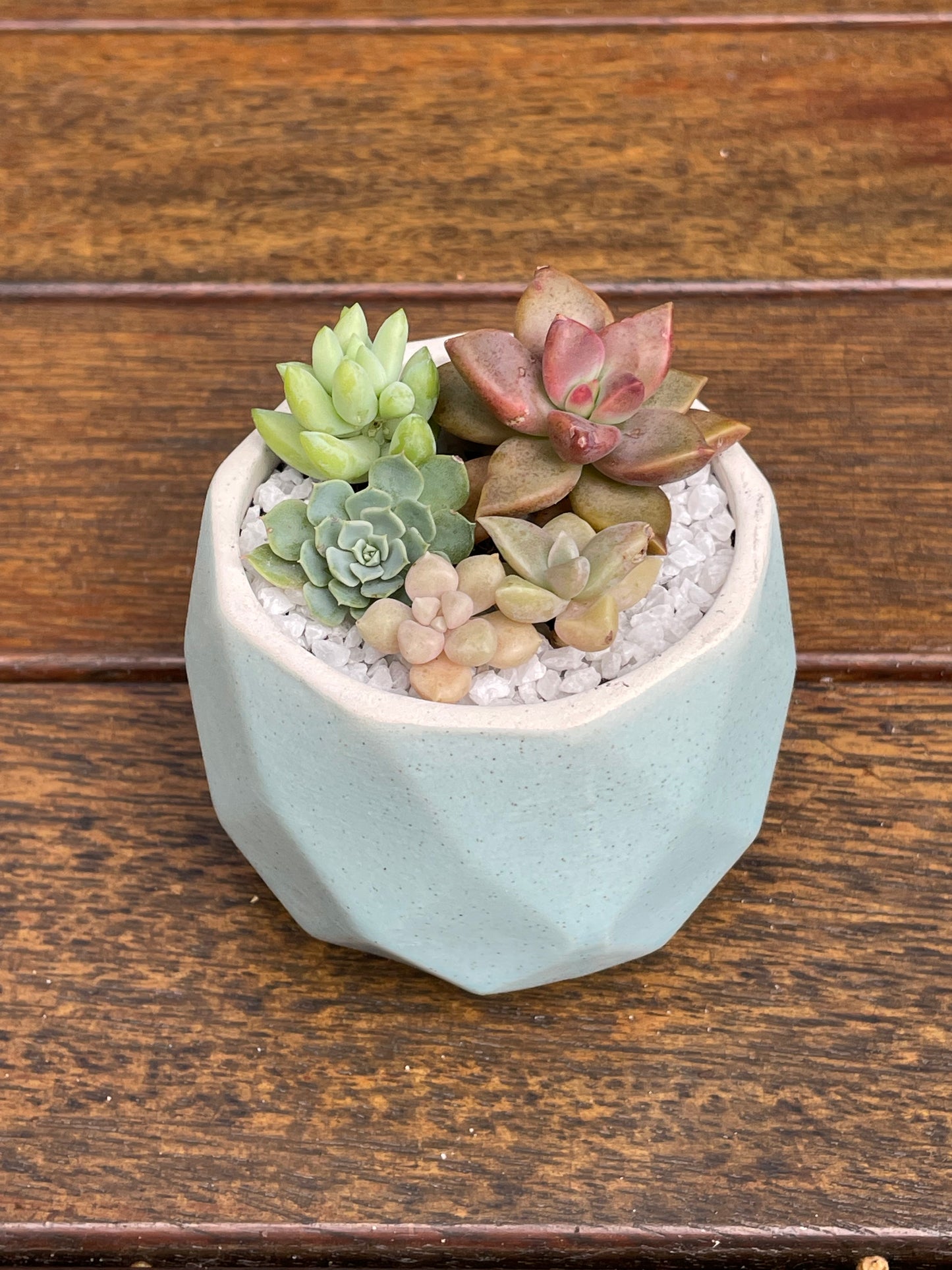 Succulent Favour | Seasonal Succulent Arrangements for Weddings & Events | Local Pick-Up in Gymea, NSW 2227