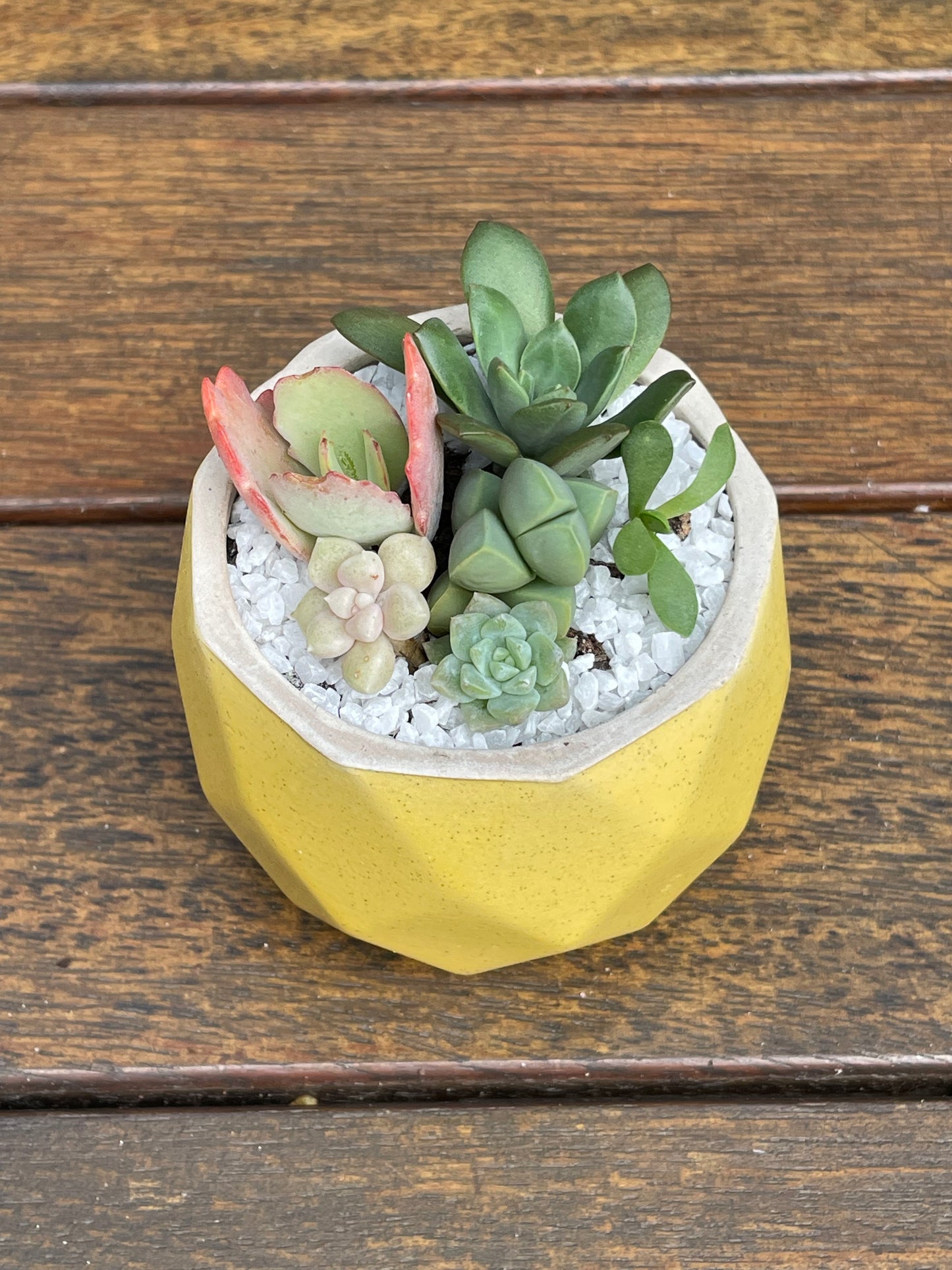 Succulent Favour | Seasonal Succulent Arrangements for Weddings & Events | Local Pick-Up in Gymea, NSW 2227