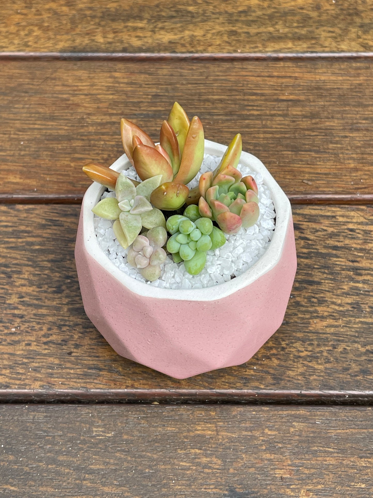 Succulent Favour | Seasonal Succulent Arrangements for Weddings & Events | Local Pick-Up in Gymea, NSW 2227