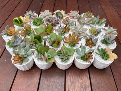 Succulent favours for party gifts