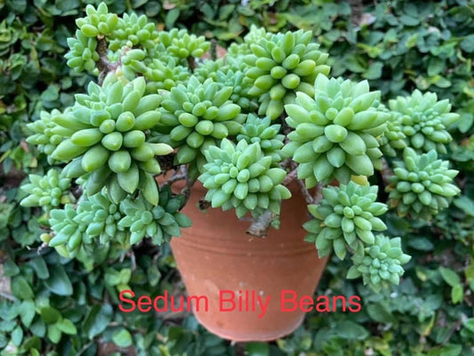Succulent Sedum Billy Beans Live Plant