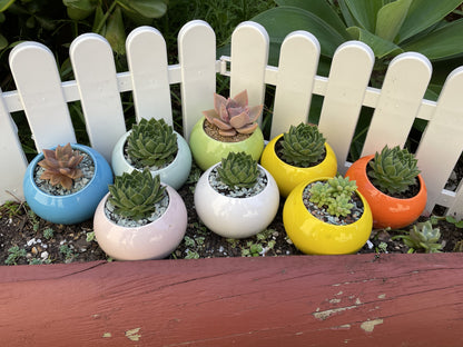 6cm Round Ceramic Glazed Pots - Set of 10 Vibrant Colors - Perfect for Succulents and Cacti with Draining