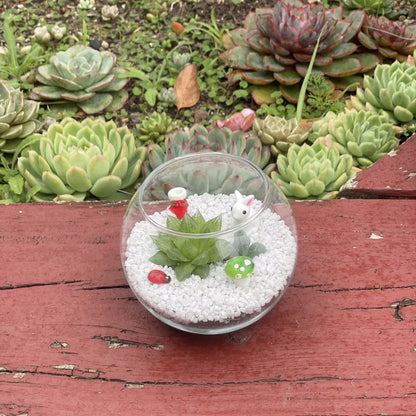 DIY Succulent Fairy Garden Terrarium Kit – Round Glass Bowl with 2 Live Succulents