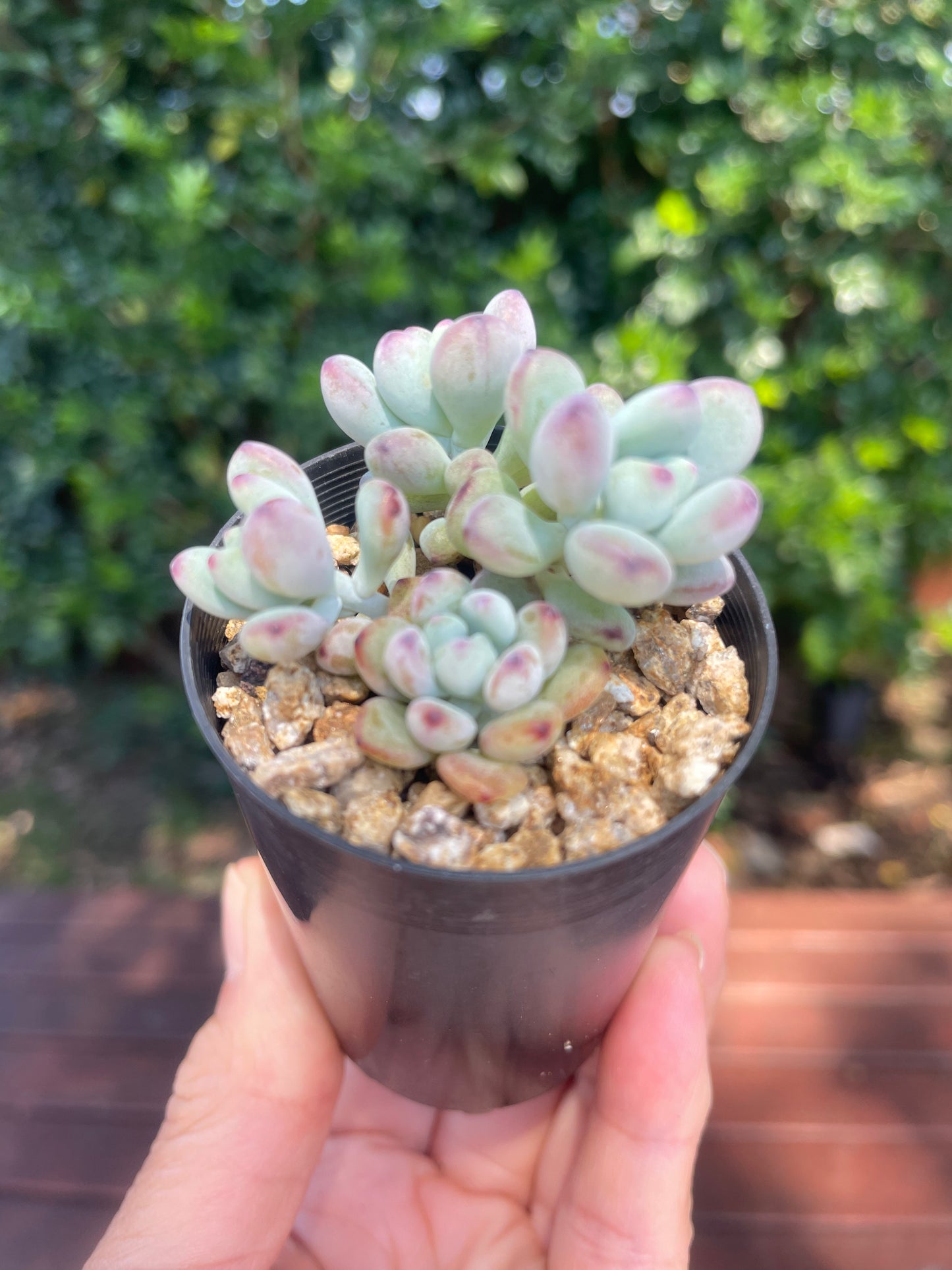 Sedum 'comic tom'