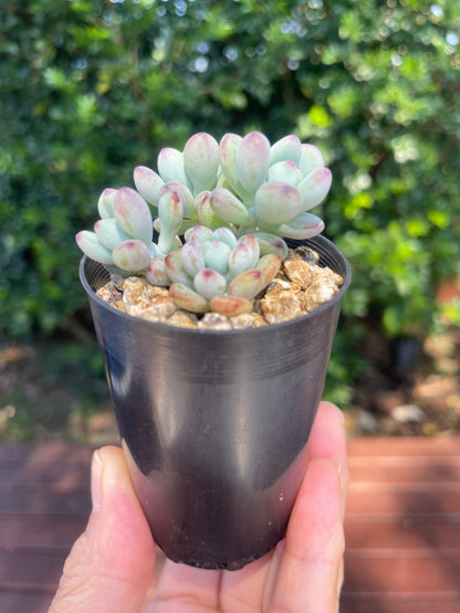 Sedum 'comic tom'