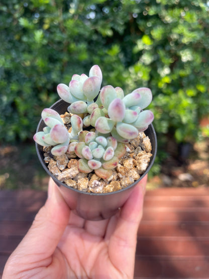 Sedum 'comic tom'