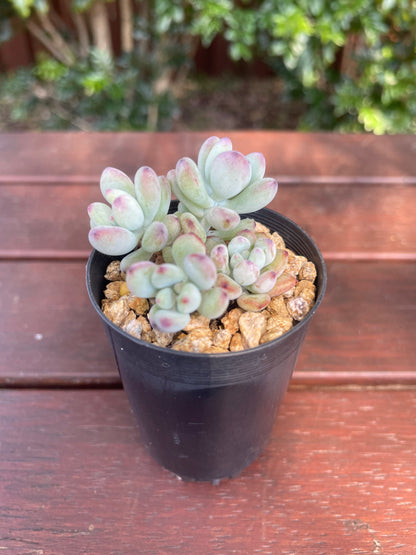 Sedum 'comic tom'