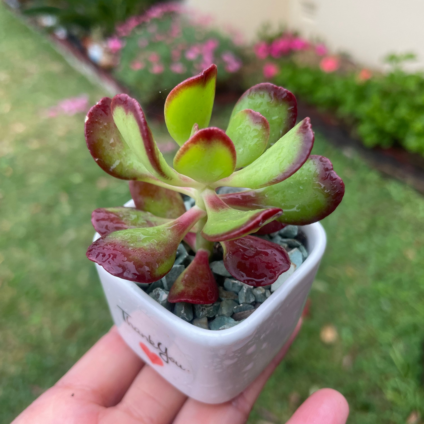 Succulent  Sedum Dendroideum/tree stonecrop/False hens-and-chickens