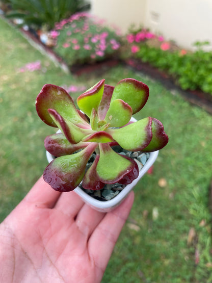 Succulent  Sedum Dendroideum/tree stonecrop/False hens-and-chickens