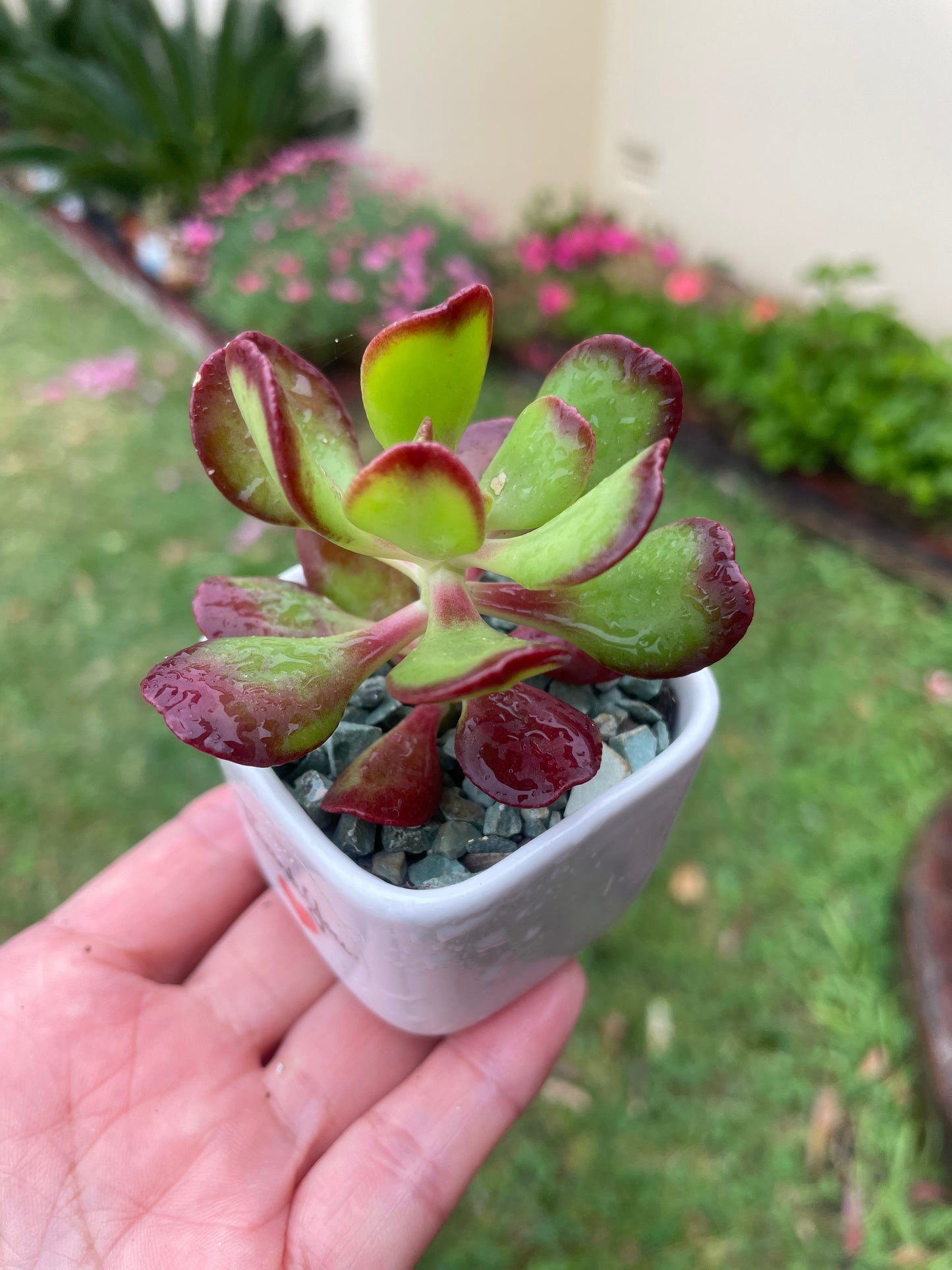 Succulent  Sedum Dendroideum/tree stonecrop/False hens-and-chickens